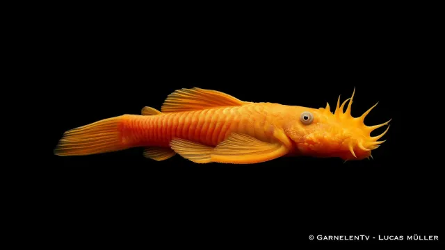 Garnelen TV Ancistrus antennmal albino akvariefisk DNZ