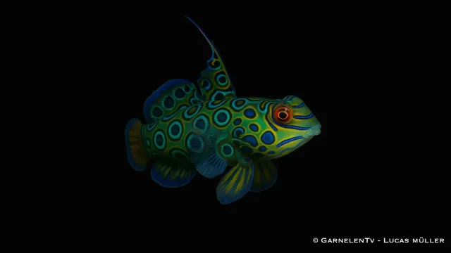 Garnelen TV Synchiropus picturatus LSD-leierfisk saltvattensfisk 4–6 cm