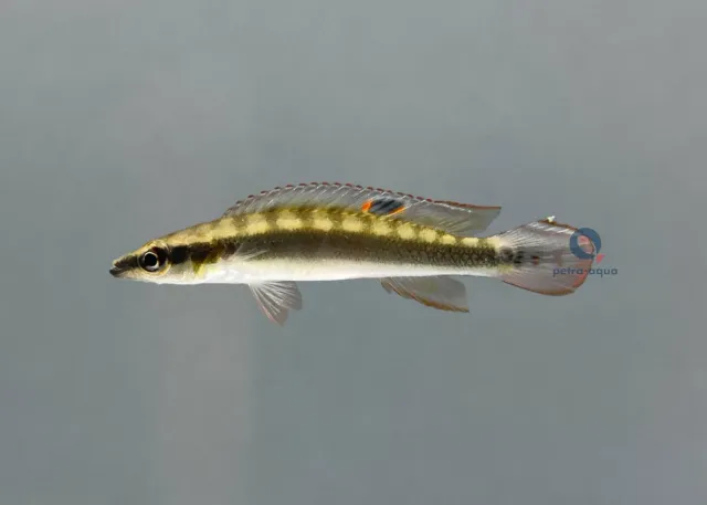 Näsets Ciklidhobby Crenicichla gayi ciklid 8–10 cm rovfisk