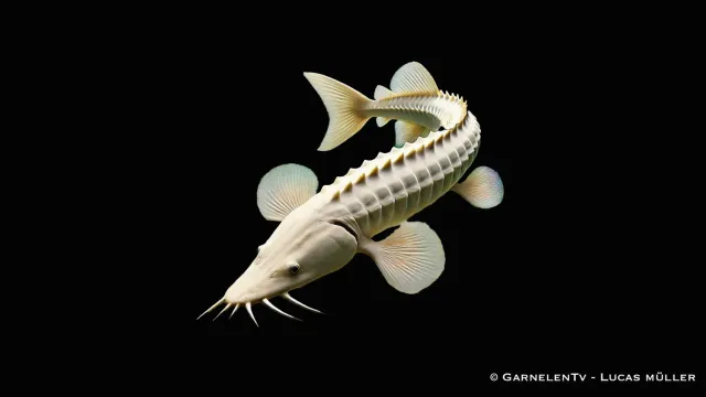 Garnelen TV Sterlet Albino Acipenser ruthenus stör 25-30 cm vit
