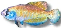 Näsets Ciklidhobby Argentine Pearl akvariefisk 3–5 cm killifisk