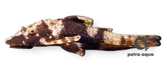 Näsets Ciklidhobby Parotocinclus sp. mal 1–2 cm