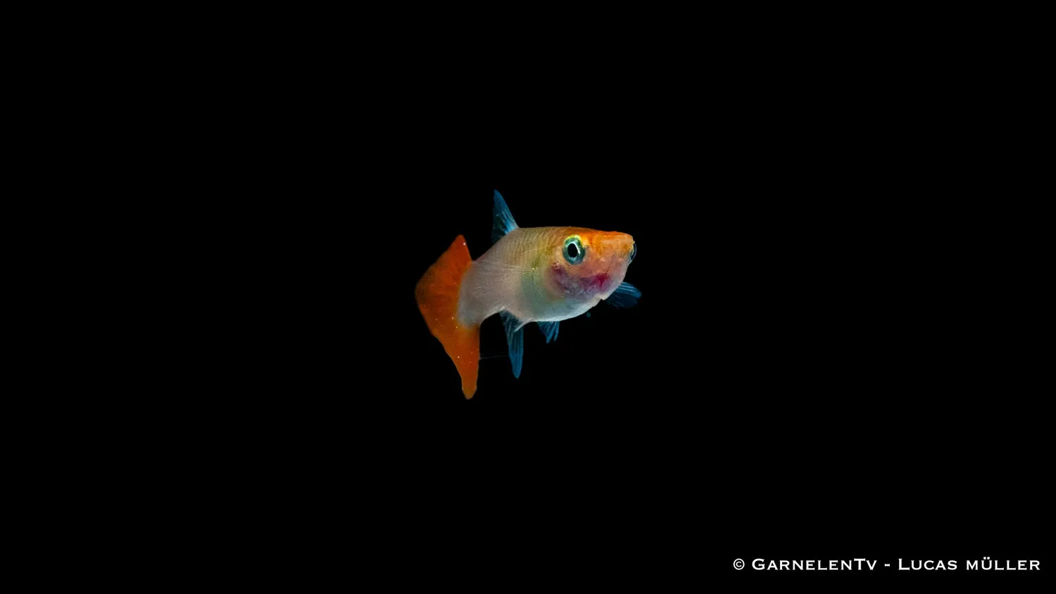 Garnelen TV Dragon Platinum guppy hona
