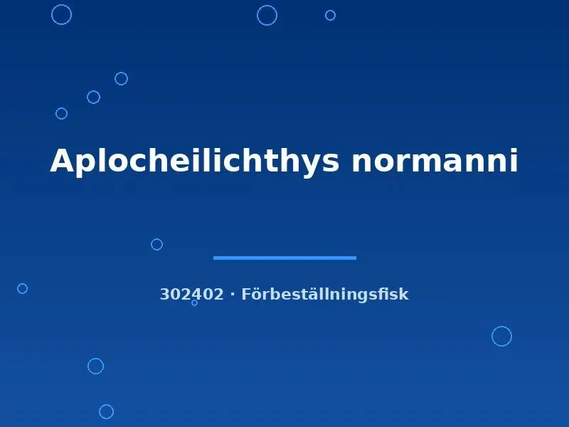 Näsets Ciklidhobby Aplocheilichthys normanni akvariefisk md