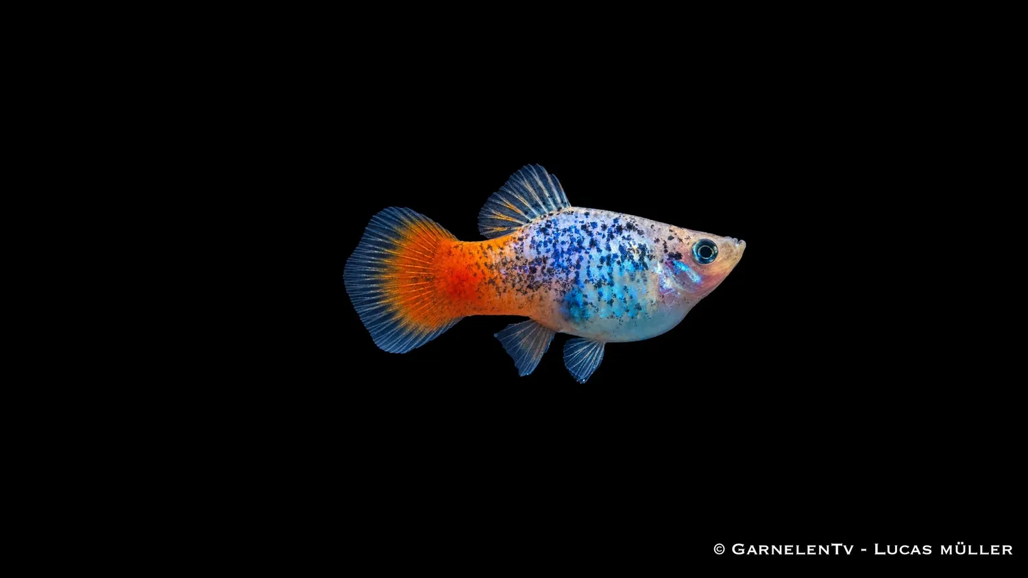 Garnelen TV Platy blau calico glühlicht akvariefisk