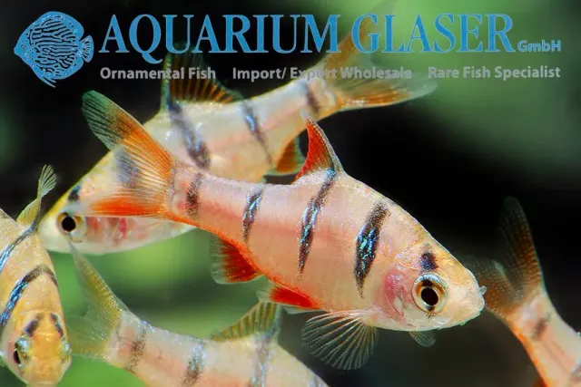 Näsets Ciklidhobby Fembansbarb akvariefisk 2,5 cm stim