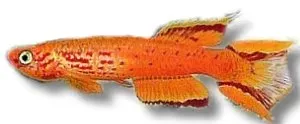 Aphyosemion australe hjerseni killifish 3–4 cm