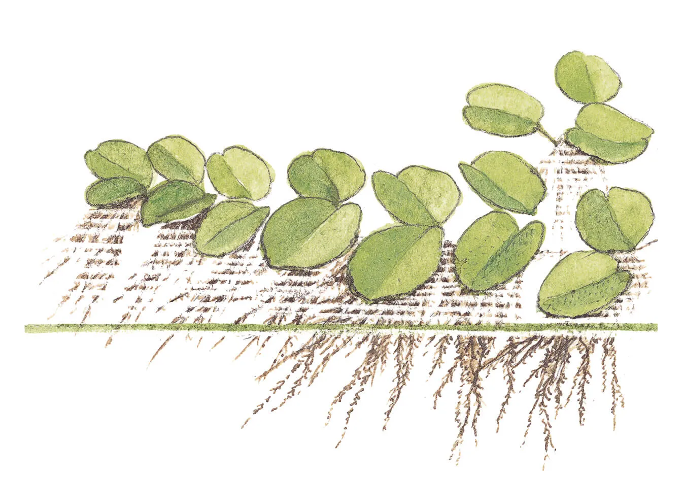 Akvarievalvet Salvinia auriculata flytväxt