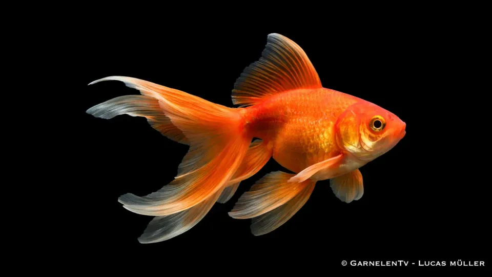 Garnelen TV Schleierschwanz Carassius auratus guldfisk 6-7 cm