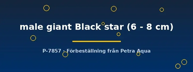 Betta Giant Black Star kampfisk hane 6–8 cm