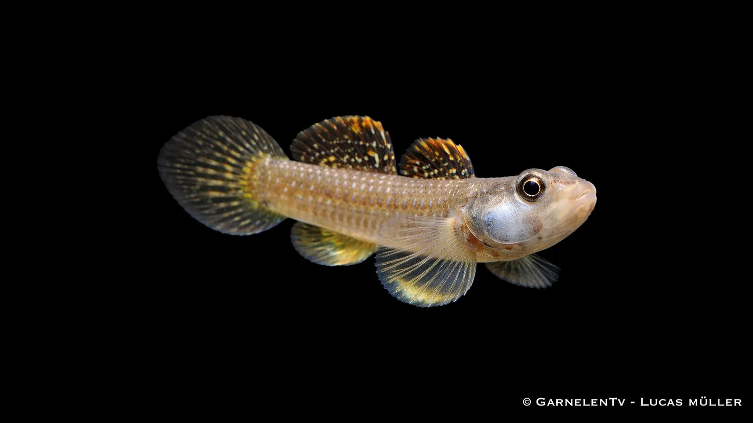 Garnelen TV vitkindsgoby Rhinogobius duospilus bottenfisk