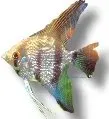 Näsets Ciklidhobby Diamond skalar 3–3,5 cm Pterophyllum