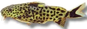 Näsets Ciklidhobby Synodontis petricola sp. mal 2–2,5 cm