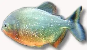 Näsets Serrasalmus nattereri piraya 8–10 cm rovfisk