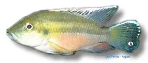 Chromidotilapia guentheri ciklid 5–6 cm munruvare