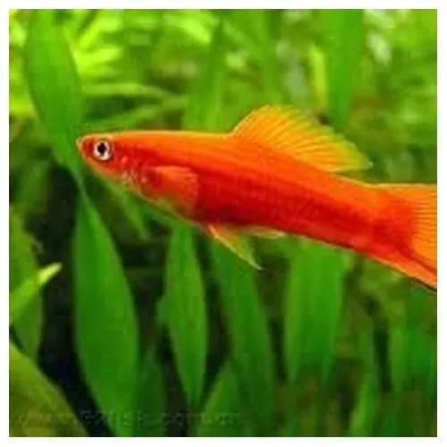 Näsets Ciklidhobby Xiphophorus hellerii röd svärdbärare akvariefisk