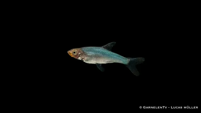 Garnelen TV Sawbwa resplendens nacktlaube stimfisk