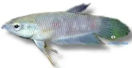 Näsets Ciklidhobby Betta pugnax Penang munruvare 4–6 cm