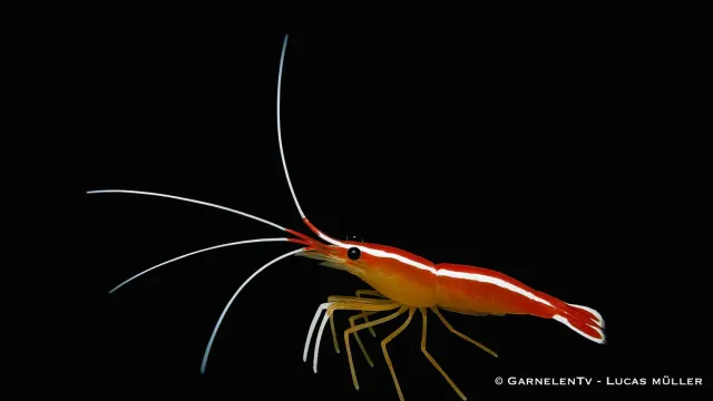 Garnelen TV Lysmata amboinensis putzarräka saltvatten