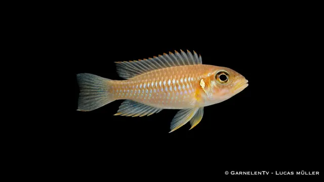 Garnelen TV Lamprologus ocellatus guld snäckciklid Tanganyika