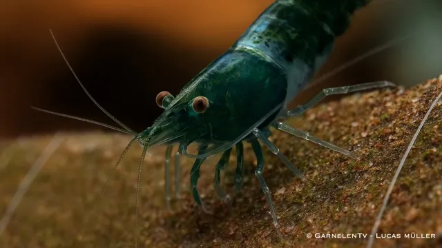 Garnelen TV Green Rili räka Neocaridina akvarieräka