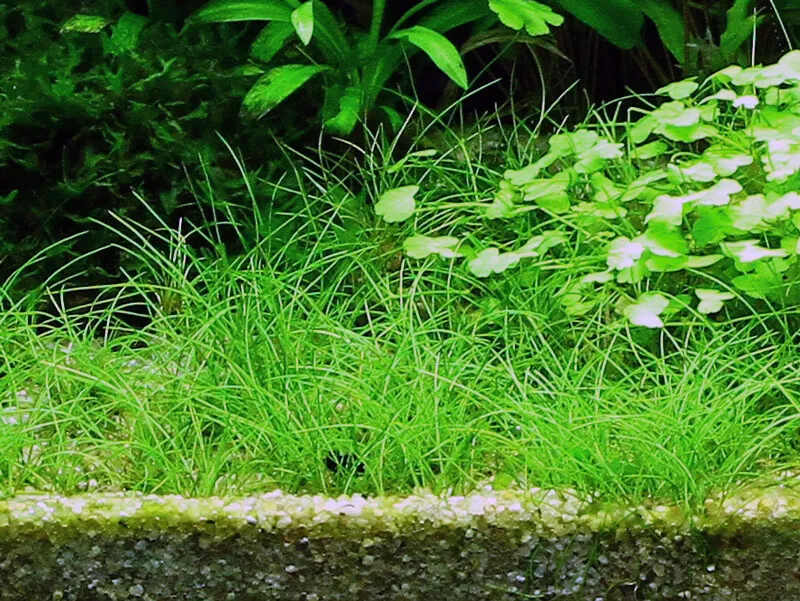 Akvarievalvet Eleocharis acicularis akvarieväxt matta