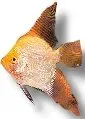 Näsets Gold Diamond skalar akvariefisk 4–5 cm guld
