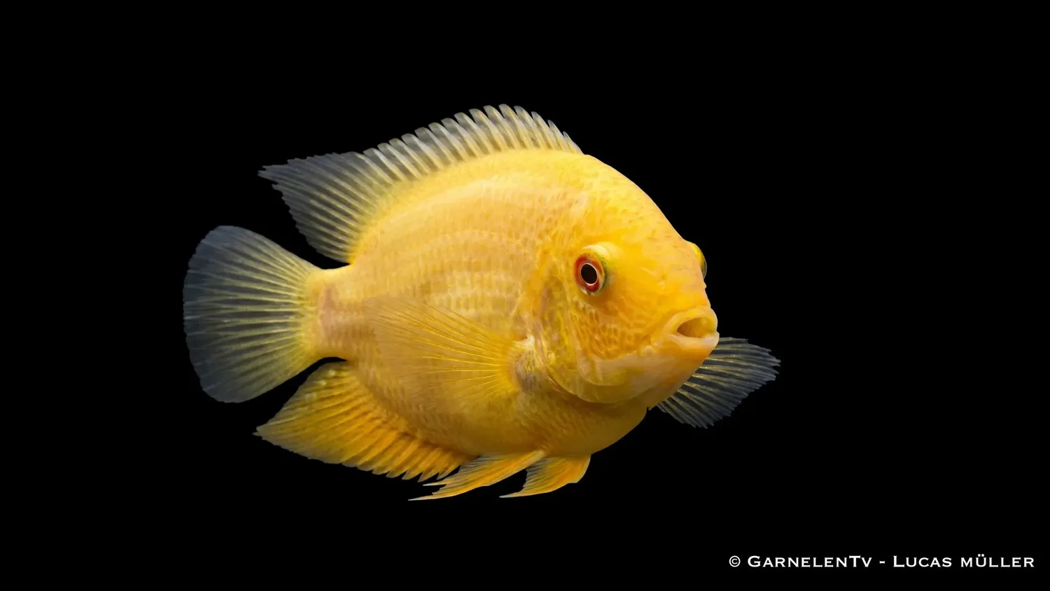 Garnelen TV Heros severum Gold ciklid guldgul