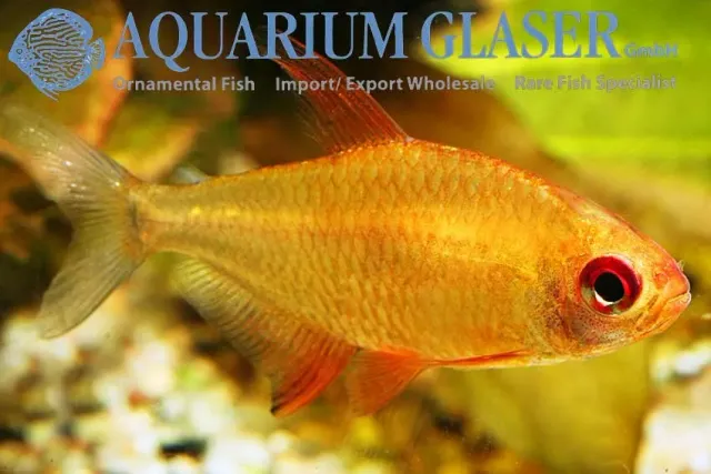 Näsets Ciklidhobby Lemon tetra akvariefisk md-lg stimfisk