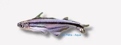 Näsets Ciklidhobby African glass catfish Eutropiellus debauwi 5-7 cm