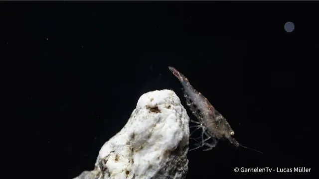 Garnelen TV Malawa räka Caridina pareparensis