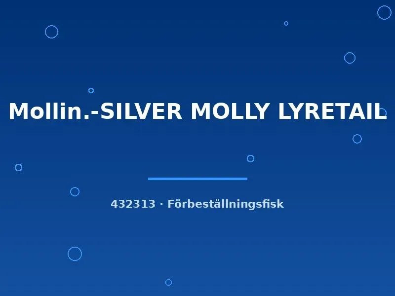 Näsets Ciklidhobby Silver Molly lyretail molly lg silver