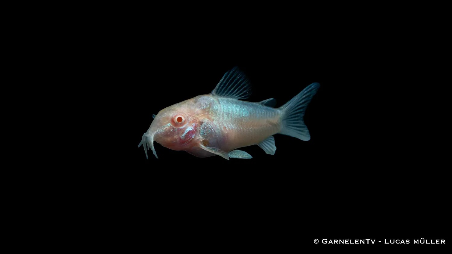 Garnelen TV Metallpansarmal albino bottenfisk grupp