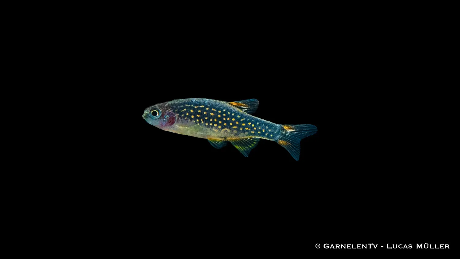 Garnelen TV Perlhuhnbärbling nanofisk Danio margaritatus