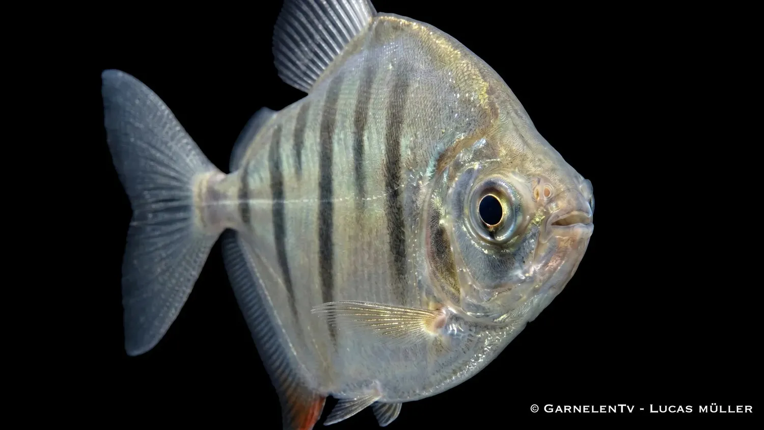 Garnelen TV Metynnis fasciatus skivtetra randig