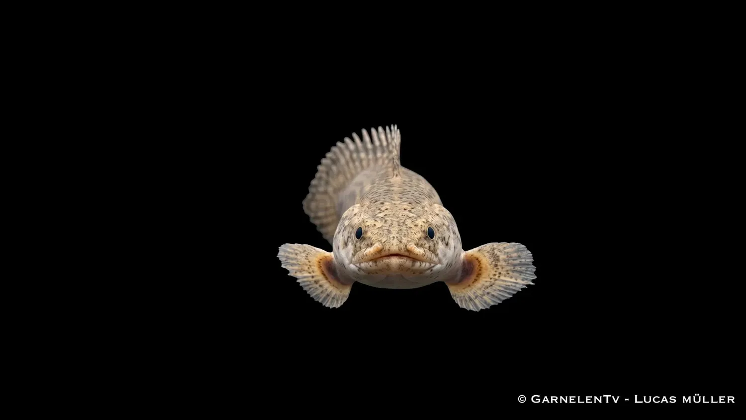 Garnelen TV Polypterus Lapradei fensgädda stor
