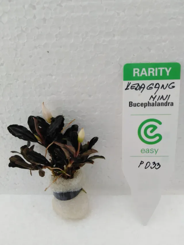 Bucephalandra kedagang mini akvarieväxt Easy8