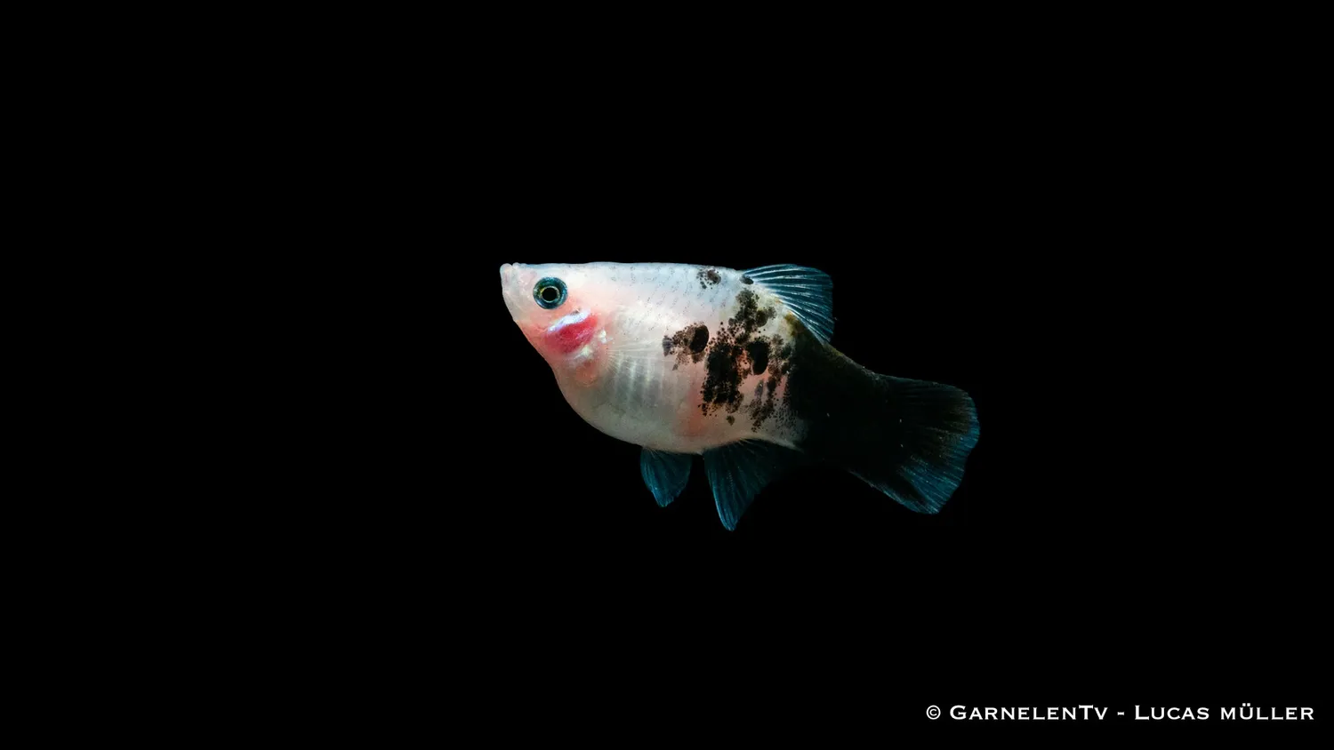 Garnelen TV Panda platy 5–7 cm fredlig grupp