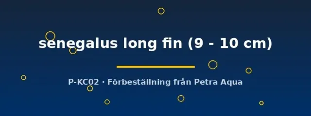 Näsets Ciklidhobby Senegalus Long Fin fenfisk 9–10 cm