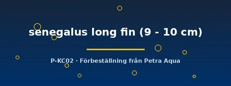 Näsets Ciklidhobby Senegalus Long Fin fenfisk 9–10 cm