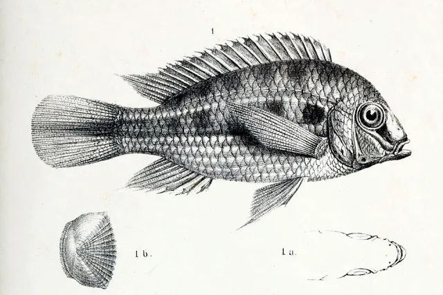 Näsets Ciklidhobby Crenicara punctulata akvariefisk 4–6 cm wild