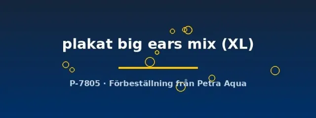 Näsets Ciklidhobby Betta plakat big ears mix kampfisk XL hane