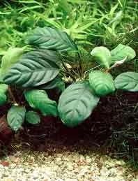 Anubias barteri Coffeifolia akvarieväxt kruka tålig