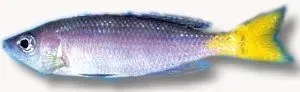 Näsets Ciklidhobby Cyprichromis leptosoma gold ciklid 4–5 cm