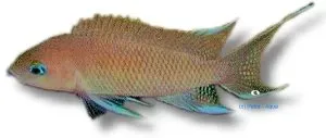 Näsets Ciklidhobby Lamprologus crassus akvariefisk 5–6 cm Tanganyika