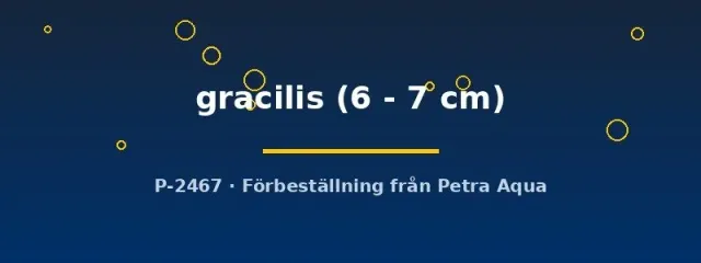Näsets Hemiodus gracilis akvariefisk 6–7 cm stimfisk