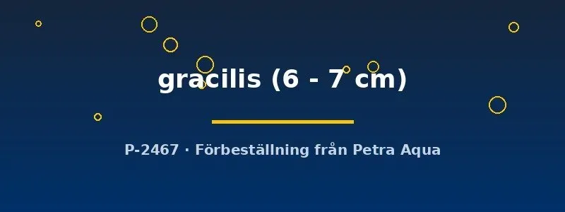 Näsets Hemiodus gracilis akvariefisk 6–7 cm stimfisk