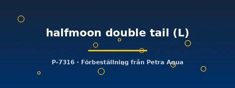 Näsets Ciklidhobby Betta Halfmoon Double Tail kampfisk L hane