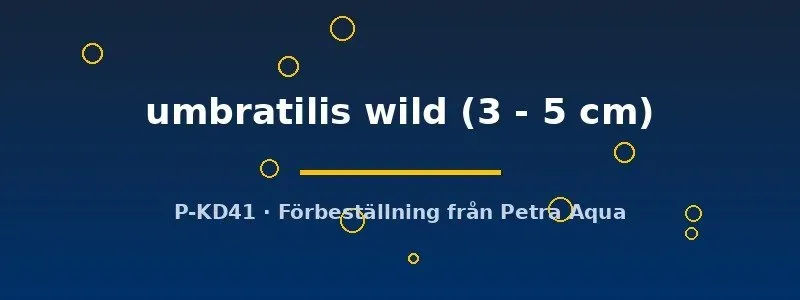 Näsets Ciklidhobby Xenophallus Umbratilis vild akvariefisk 3–5 cm