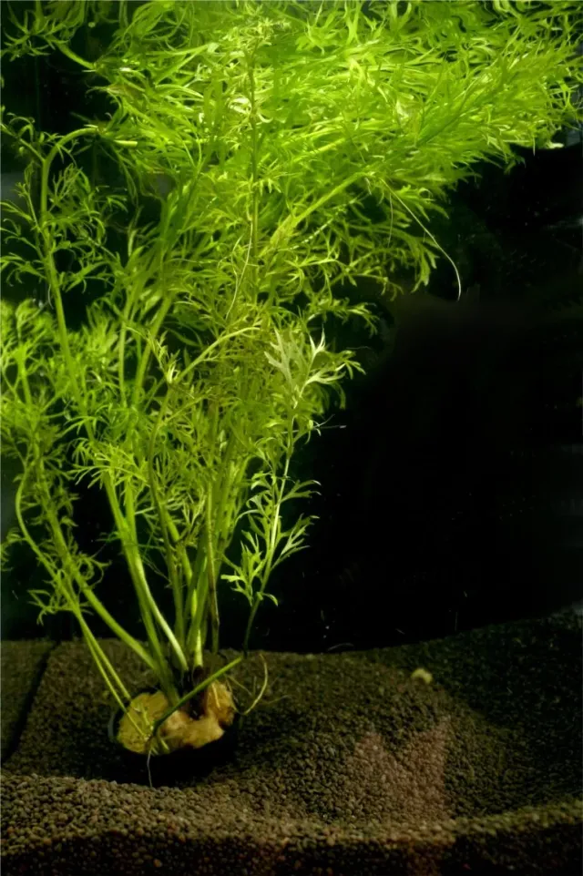 Näsets Ciklidhobby Ceratopteris siliquosa akvarieväxt Easy4